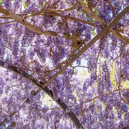 Villa Marino In Aurora *