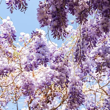 Villa Marino In Aurora *